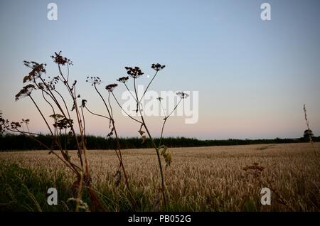 Luna crescente e hogweed seedheads in silhouette, sera, Lincolnshire, Inghilterra. Foto Stock