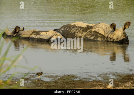 Bellissimo Indian un corno di rinoceronte. Curioso felice giovani rinoceronti. La fauna selvatica di India. Close up foto. Splendido ritratto di rinoceronti. Foto Stock