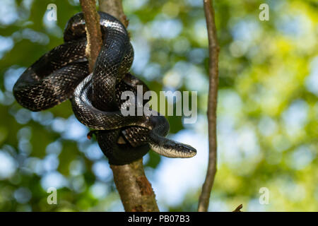 Eastern biacco avvolto in un albero - Pantherophis alleghaniensis Foto Stock