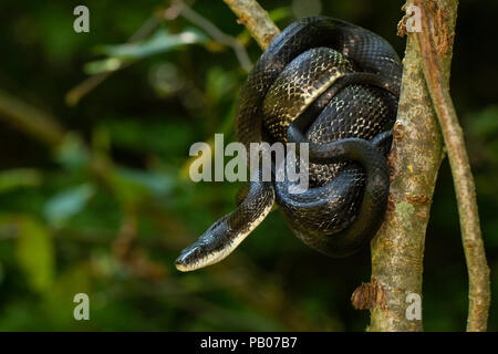 Eastern biacco avvolto in un albero - Pantherophis alleghaniensis Foto Stock