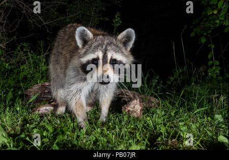 Raccoon di notte Foto Stock