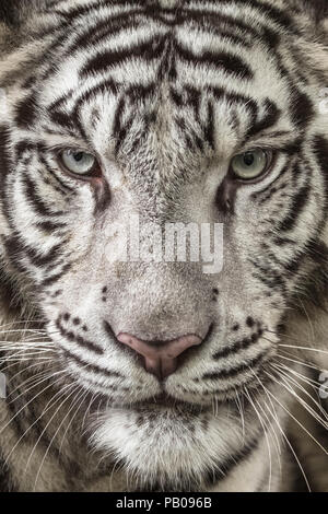 Close-up verticale di una tigre bianca Foto Stock