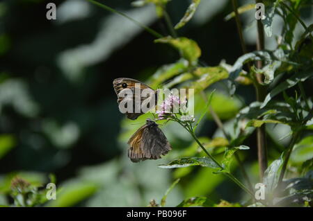 Buterfly in Bad Driburg Foto Stock