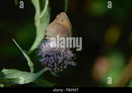 Buterfly in Bad Driburg Foto Stock