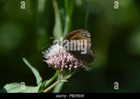 Buterfly in Bad Driburg Foto Stock