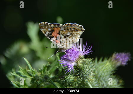 Buterfly in Bad Driburg Foto Stock