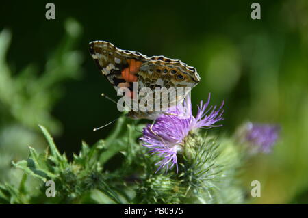 Buterfly in Bad Driburg Foto Stock