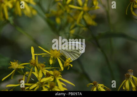 Buterfly in Bad Driburg Foto Stock