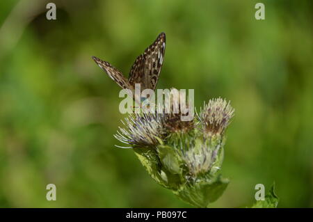 Buterfly in Bad Driburg Foto Stock