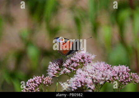 Buterfly in Bad Driburg Foto Stock