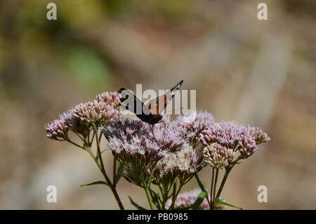 Buterfly in Bad Driburg Foto Stock