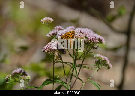 Buterfly in Bad Driburg Foto Stock