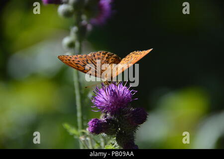 Buterfly in Bad Driburg Foto Stock