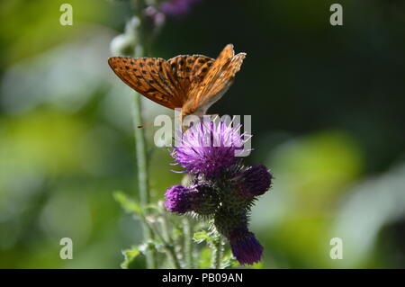 Buterfly in Bad Driburg Foto Stock