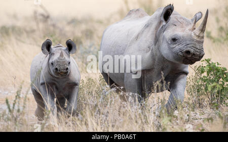 Rhino femmina con il suo vitello di rhino, il Parco Nazionale di Etosha, Namibia Foto Stock