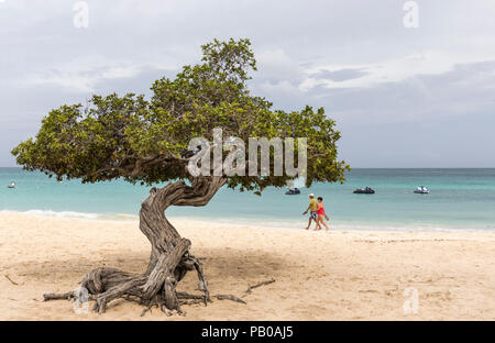 Famosi Divi Divi tree su Eagle Beach, Aruba, dei Caraibi Foto Stock