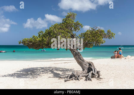 Famosi Divi Divi tree su Eagle Beach, Aruba, dei Caraibi Foto Stock