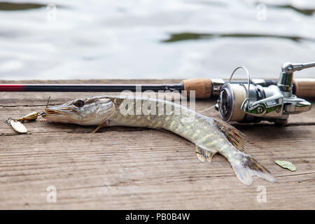 Acqua dolce luccio settentrionale pesce sapere come Esox lucius con esca in bocca e la canna da pesca con mulinello giacente su vintage sfondo di legno. Il concetto di pesca, andare Foto Stock