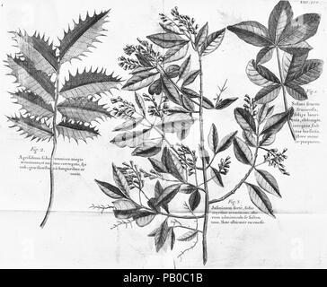 Un viaggio alle isole di Madera, Barbados, Nieves, S. Christophers e Giamaica Foto Stock