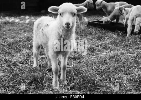 Neonato agnelli e la loro lana a Bowmont Farm, Devon Foto Stock