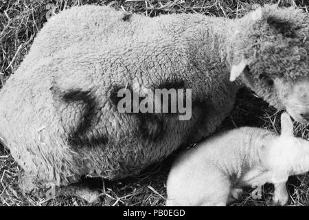 Neonato agnelli e la loro lana a Bowmont Farm, Devon Foto Stock