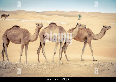 Una mandria di cammelli selvatici nel deserto vicino Al Ain, Emirati arabi uniti Foto Stock