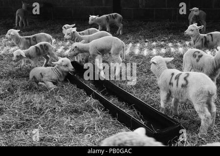 Neonato agnelli e la loro lana a Bowmont Farm, Devon Foto Stock