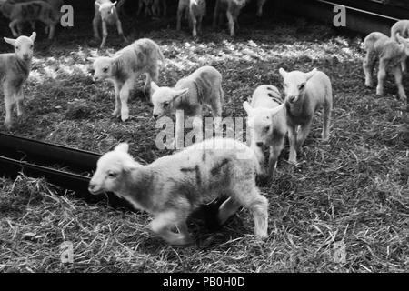 Neonato agnelli e la loro lana a Bowmont Farm, Devon Foto Stock