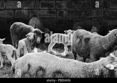 Neonato agnelli e la loro lana a Bowmont Farm, Devon Foto Stock