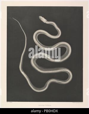 Aesculap-Schlange. Artista: Josef Maria Eder (austriaca di Krems an der Donau, 1855-1944 Kitzbühel); Eduard Valenta (Austriaco, 1857-1937). Dimensioni: Immagine: 10 3/4 × 8 9/16 in. (27,3 × 21,7 cm) Piastra: 11 15/16 x 9 3/4 in. (30,3 × 24,8 cm) foglio: 19 5/8 × 13 7/8 in. (49,9 × 35,3 cm). Data: 1896. Eder era il direttore dell' Istituto per i processi di grafica e autore di un inizio di storia della fotografia. Con il photochemist Valenta, ha prodotto un portafoglio nel gennaio 1896, a meno di un mese dopo la Wilhelm Conrad Röntgen pubblicò la sua scoperta dei raggi x. Eder e Valenta il volume dal quale t Foto Stock