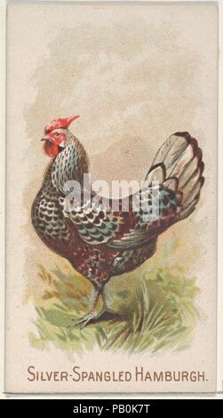 Silver-Spangled Hamburgh, dal premio e gioco della serie di polli (N20) per Allen & Ginter sigarette. Dimensioni: foglio: 2 3/4 x 1 1/2 in. (7 x 3,8 cm). Litografo: Gast litografia incisione & Company (American, New York). Editore: Allen & Ginter (American, Richmond, Virginia). Data: 1891. Scambio di carte dal 'Premio e gioco di polli' serie (N20), rilasciato nel 1891 in un set di 50 schede per promuovere Allen & Ginter marca di sigarette. Museo: Metropolitan Museum of Art di New York, Stati Uniti d'America. Foto Stock