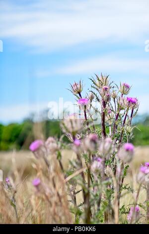 Un intrico di rosa fiori selvatici sono isolati tra uno sfondo di pascoli con alberi all'orizzonte e cielo blu e nuvole bianche come sfondo Foto Stock