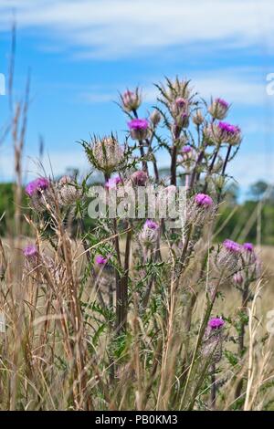 Un intrico di rosa fiori selvatici sono isolati tra uno sfondo di pascoli con alberi all'orizzonte e cielo blu e nuvole bianche come sfondo Foto Stock