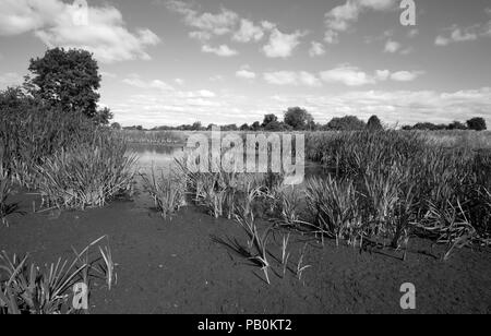 Foro per l'acqua di essiccazione fino nel Regno Unito canicola estiva 2018 Foto Stock