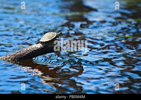 Un singolo tartaruga con una libellula sulla sua schiena si siede su un log in il Fiume crogiolarsi al sole. Foto Stock