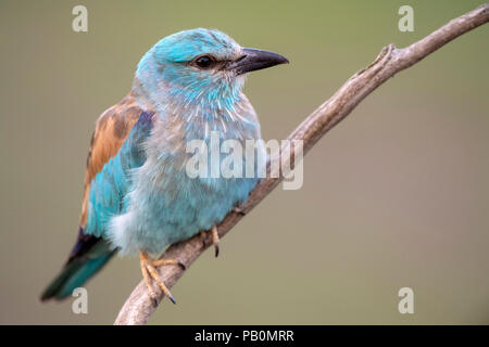 Rullo europea (Coracias garrulus) Close-up, seduto sul ramo, Kiskunság National Park, Ungheria Foto Stock