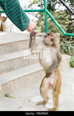 Un turista dando una fragola per un macaco Rhesus (macaca mulatta) scimmia in Swayambhunath o Tempio delle Scimmie a Kathmandu in Nepal Foto Stock