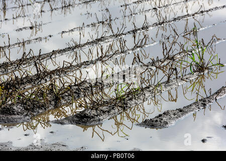Allagato il campo di patate. Terreno agricolo dopo la pioggia sotto l'acqua. Agricoltura allagato i campi. Foto Stock