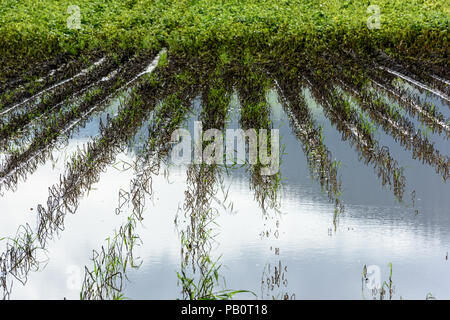 Allagato il campo di patate. Terreno agricolo dopo la pioggia sotto l'acqua. Agricoltura allagato i campi. Foto Stock