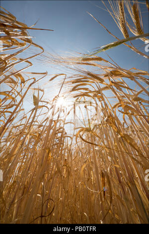 Orzo cresce in un campo sotto un sole caldo durante il regno unito 2018 ondata di caldo. Wiltshire, Inghilterra UK GB Foto Stock