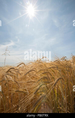 Orzo cresce in un campo sotto un sole caldo durante il regno unito 2018 ondata di caldo. Wiltshire, Inghilterra UK GB Foto Stock