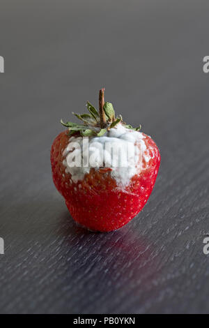 Singolo over-fragole mature ricoperta di muffa bianca in piedi da solo su un piano di lavoro di una cucina Foto Stock
