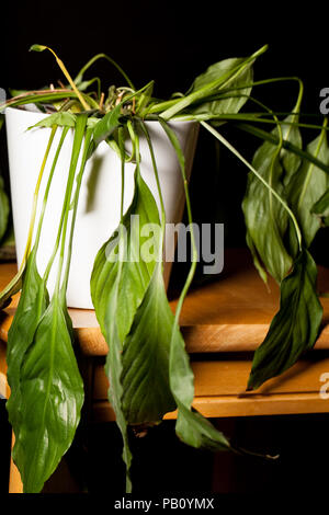 Close-up di morire disidratato pace Lilly pianta di casa in pentola. L'avvizzimento indoor pot-pianta con depressione limp foglie. Foto Stock