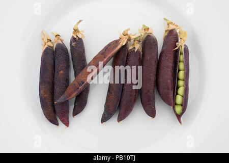 Pisum sativum. Purple Podded pea pod su un fiore visualizza. Regno Unito Foto Stock