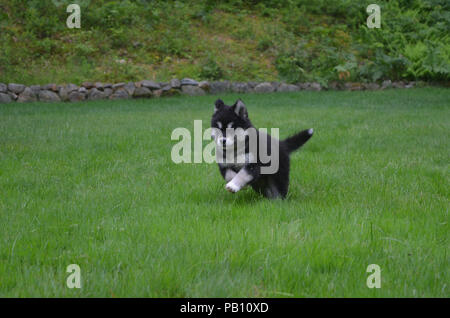 Molto dolce cucciolo alusky giocando e delimitante attraverso l'erba. Foto Stock