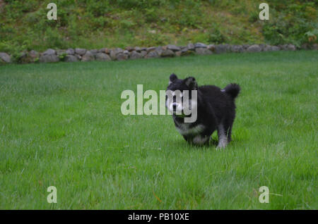 Dolce in esecuzione alusky cucciolo giocando in erba lunga. Foto Stock