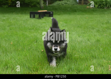 Splendida brave alusky cucciolo solo otto settimane di età. Foto Stock