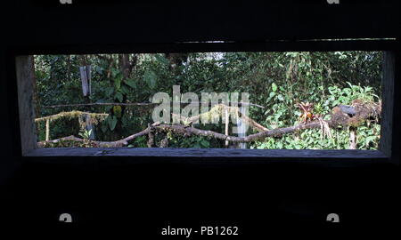 Vista di uccello stazione di alimentazione attraverso la apertura di nascondere Vinicio birdwatcher House, Nono-Mindo Road. Ecuador Febbraio Foto Stock