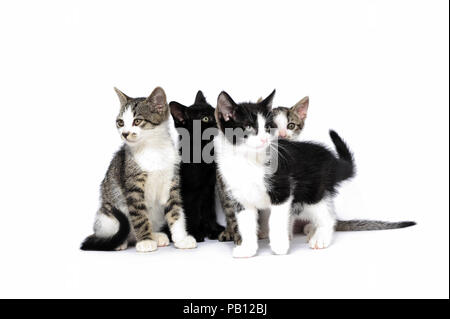 animali, gatti, orecchie, emozione, vuoto, espressione, occhi, giovani, domestici, animali domestici, gatti domestici, gatti domestici, quarantena, igiene, Foto Stock