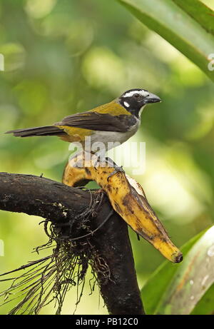 Black-winged Saltator (Saltator atripennis) adulto appollaiato sulla banana alla stazione di alimentazione Nono-Mindo Road. Ecuador Febbraio Foto Stock